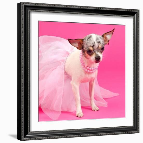 Tiny Elegant Chihuahua Dog-vitalytitov-Framed Photographic Print