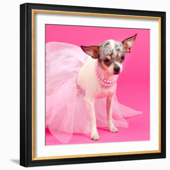 Tiny Elegant Chihuahua Dog-vitalytitov-Framed Photographic Print