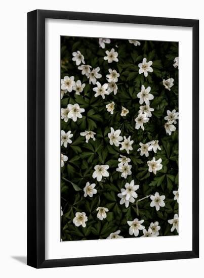 Tiny Flowers 2-Mareike Böhmer-Framed Giclee Print