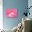 Tiny Glamour Dog With Pink Accessories Isolated-vitalytitov-Photographic Print displayed on a wall