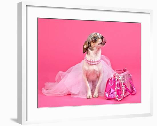 Tiny Glamour Dog With Pink Accessories Isolated-vitalytitov-Framed Photographic Print