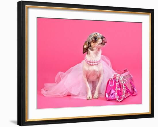 Tiny Glamour Dog With Pink Accessories Isolated-vitalytitov-Framed Photographic Print