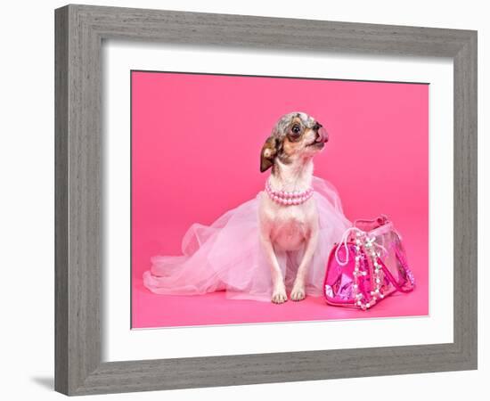 Tiny Glamour Dog With Pink Accessories Isolated-vitalytitov-Framed Photographic Print