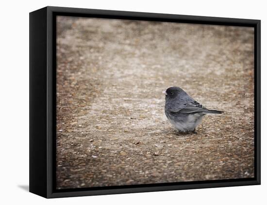 Tiny Junco in a Big World-Jai Johnson-Framed Premier Image Canvas