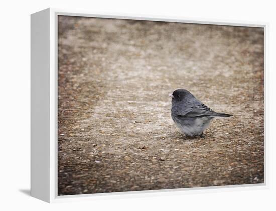 Tiny Junco in a Big World-Jai Johnson-Framed Premier Image Canvas