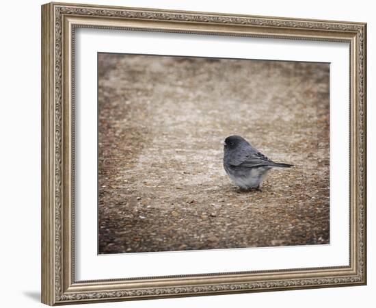 Tiny Junco in a Big World-Jai Johnson-Framed Giclee Print