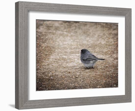 Tiny Junco in a Big World-Jai Johnson-Framed Giclee Print