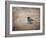 Tiny Junco in a Big World-Jai Johnson-Framed Giclee Print