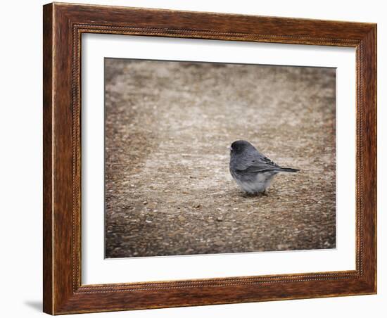 Tiny Junco in a Big World-Jai Johnson-Framed Giclee Print