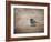 Tiny Junco in a Big World-Jai Johnson-Framed Giclee Print