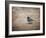 Tiny Junco in a Big World-Jai Johnson-Framed Giclee Print