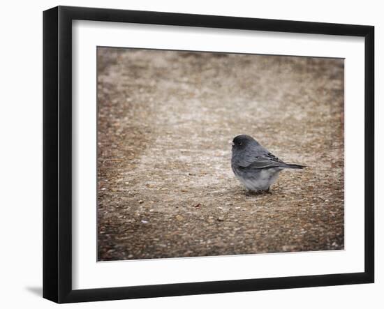 Tiny Junco in a Big World-Jai Johnson-Framed Giclee Print