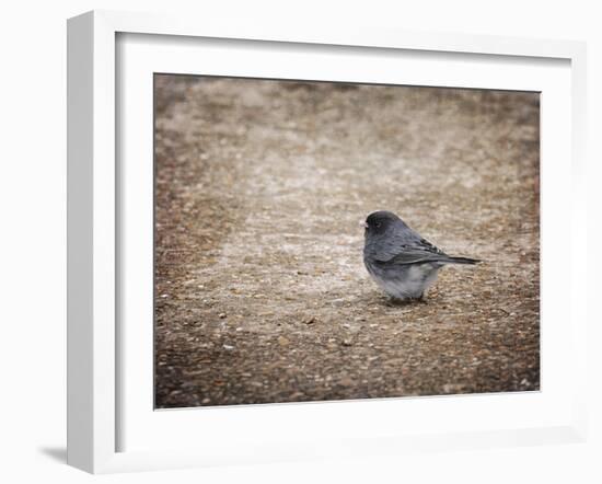 Tiny Junco in a Big World-Jai Johnson-Framed Giclee Print