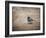 Tiny Junco in a Big World-Jai Johnson-Framed Giclee Print