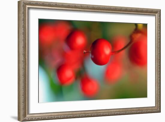 Tiny-Heidi Westum-Framed Photographic Print