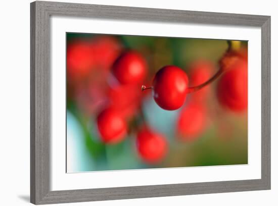 Tiny-Heidi Westum-Framed Photographic Print