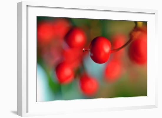 Tiny-Heidi Westum-Framed Photographic Print