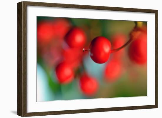 Tiny-Heidi Westum-Framed Photographic Print