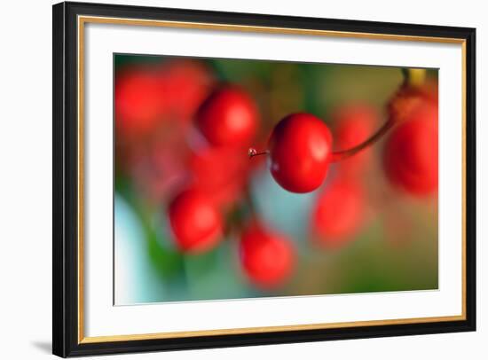 Tiny-Heidi Westum-Framed Photographic Print