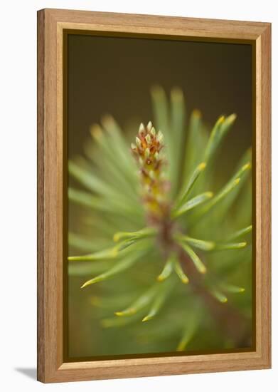 Tip of Branch of Scot's Pine Tree (Pinus Sylvestris) Beinn Eighe Nnr, Highlands, Nw Scotland, May-Mark Hamblin-Framed Premier Image Canvas