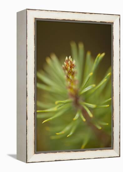 Tip of Branch of Scot's Pine Tree (Pinus Sylvestris) Beinn Eighe Nnr, Highlands, Nw Scotland, May-Mark Hamblin-Framed Premier Image Canvas