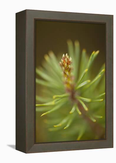 Tip of Branch of Scot's Pine Tree (Pinus Sylvestris) Beinn Eighe Nnr, Highlands, Nw Scotland, May-Mark Hamblin-Framed Premier Image Canvas