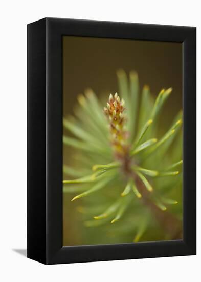 Tip of Branch of Scot's Pine Tree (Pinus Sylvestris) Beinn Eighe Nnr, Highlands, Nw Scotland, May-Mark Hamblin-Framed Premier Image Canvas