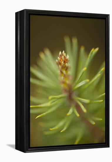 Tip of Branch of Scot's Pine Tree (Pinus Sylvestris) Beinn Eighe Nnr, Highlands, Nw Scotland, May-Mark Hamblin-Framed Premier Image Canvas