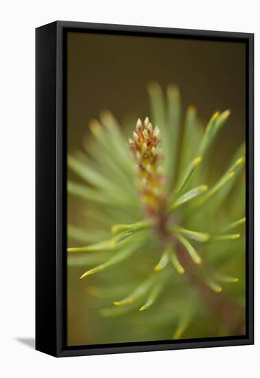 Tip of Branch of Scot's Pine Tree (Pinus Sylvestris) Beinn Eighe Nnr, Highlands, Nw Scotland, May-Mark Hamblin-Framed Premier Image Canvas