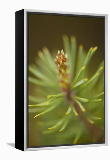 Tip of Branch of Scot's Pine Tree (Pinus Sylvestris) Beinn Eighe Nnr, Highlands, Nw Scotland, May-Mark Hamblin-Framed Premier Image Canvas