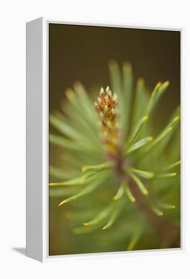 Tip of Branch of Scot's Pine Tree (Pinus Sylvestris) Beinn Eighe Nnr, Highlands, Nw Scotland, May-Mark Hamblin-Framed Premier Image Canvas