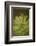 Tip of Branch of Scot's Pine Tree (Pinus Sylvestris) Beinn Eighe Nnr, Highlands, Nw Scotland, May-Mark Hamblin-Framed Photographic Print