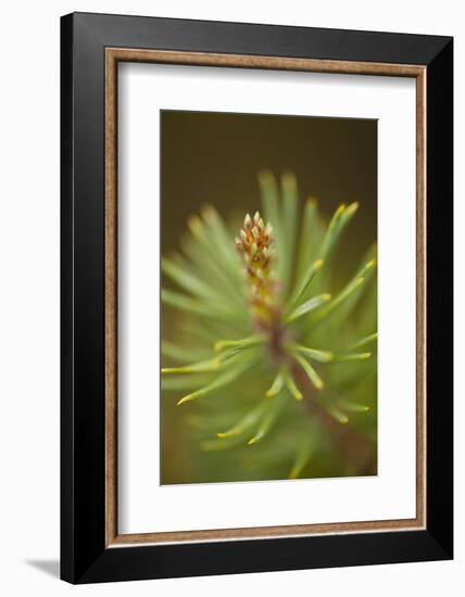 Tip of Branch of Scot's Pine Tree (Pinus Sylvestris) Beinn Eighe Nnr, Highlands, Nw Scotland, May-Mark Hamblin-Framed Photographic Print