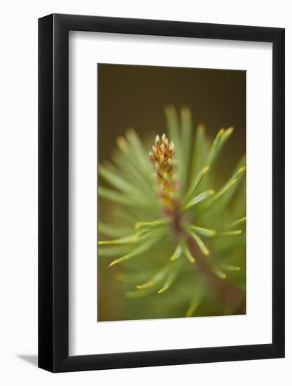 Tip of Branch of Scot's Pine Tree (Pinus Sylvestris) Beinn Eighe Nnr, Highlands, Nw Scotland, May-Mark Hamblin-Framed Photographic Print