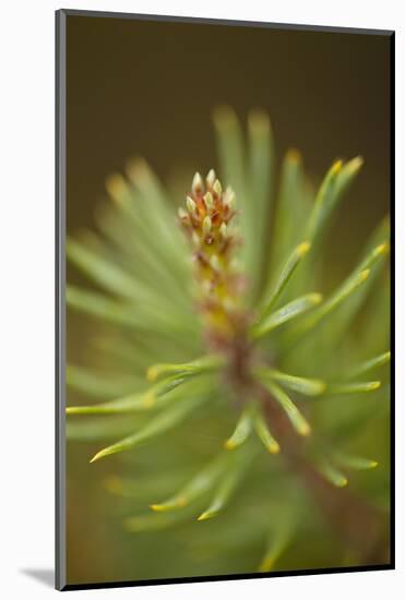 Tip of Branch of Scot's Pine Tree (Pinus Sylvestris) Beinn Eighe Nnr, Highlands, Nw Scotland, May-Mark Hamblin-Mounted Photographic Print
