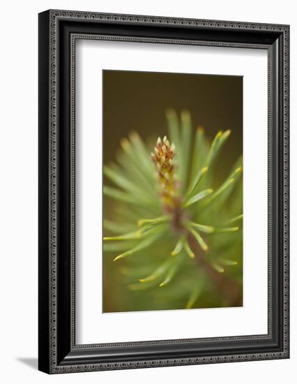 Tip of Branch of Scot's Pine Tree (Pinus Sylvestris) Beinn Eighe Nnr, Highlands, Nw Scotland, May-Mark Hamblin-Framed Photographic Print