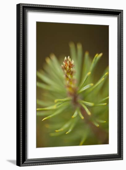 Tip of Branch of Scot's Pine Tree (Pinus Sylvestris) Beinn Eighe Nnr, Highlands, Nw Scotland, May-Mark Hamblin-Framed Photographic Print