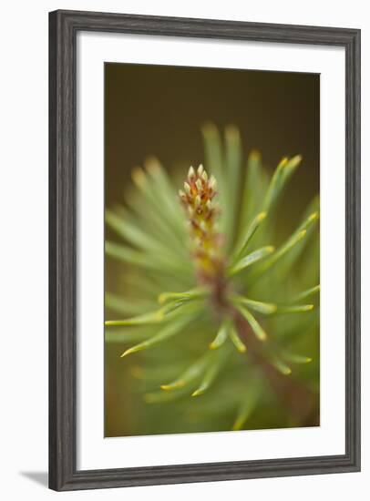 Tip of Branch of Scot's Pine Tree (Pinus Sylvestris) Beinn Eighe Nnr, Highlands, Nw Scotland, May-Mark Hamblin-Framed Photographic Print