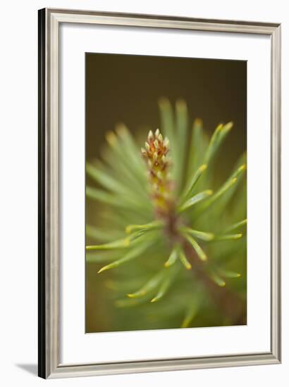 Tip of Branch of Scot's Pine Tree (Pinus Sylvestris) Beinn Eighe Nnr, Highlands, Nw Scotland, May-Mark Hamblin-Framed Photographic Print