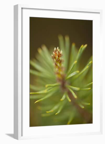 Tip of Branch of Scot's Pine Tree (Pinus Sylvestris) Beinn Eighe Nnr, Highlands, Nw Scotland, May-Mark Hamblin-Framed Photographic Print