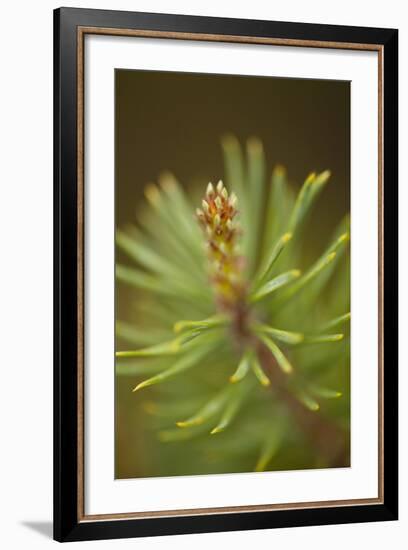 Tip of Branch of Scot's Pine Tree (Pinus Sylvestris) Beinn Eighe Nnr, Highlands, Nw Scotland, May-Mark Hamblin-Framed Photographic Print