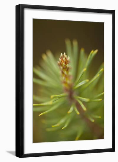 Tip of Branch of Scot's Pine Tree (Pinus Sylvestris) Beinn Eighe Nnr, Highlands, Nw Scotland, May-Mark Hamblin-Framed Photographic Print