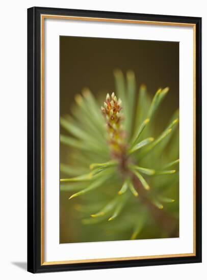 Tip of Branch of Scot's Pine Tree (Pinus Sylvestris) Beinn Eighe Nnr, Highlands, Nw Scotland, May-Mark Hamblin-Framed Photographic Print