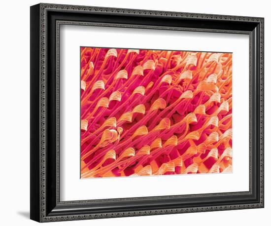 Tip of Leg of a Flower Fly-Micro Discovery-Framed Photographic Print