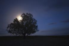 Alone Tree in Moon Night at Field-Tiplyashin Anatoly-Photographic Print