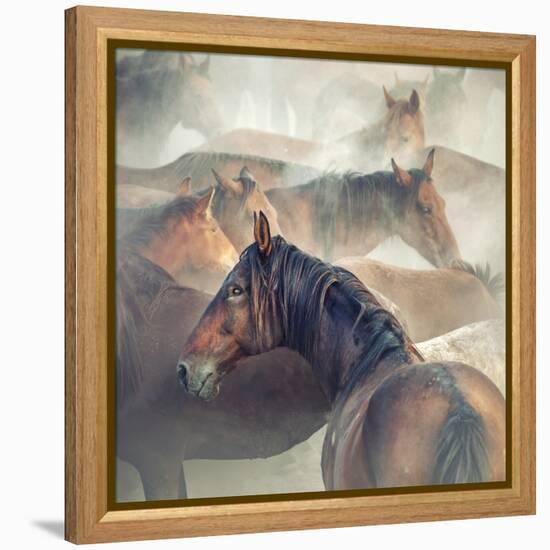 Tired Horses-H?seyin Ta?k?n-Framed Premier Image Canvas