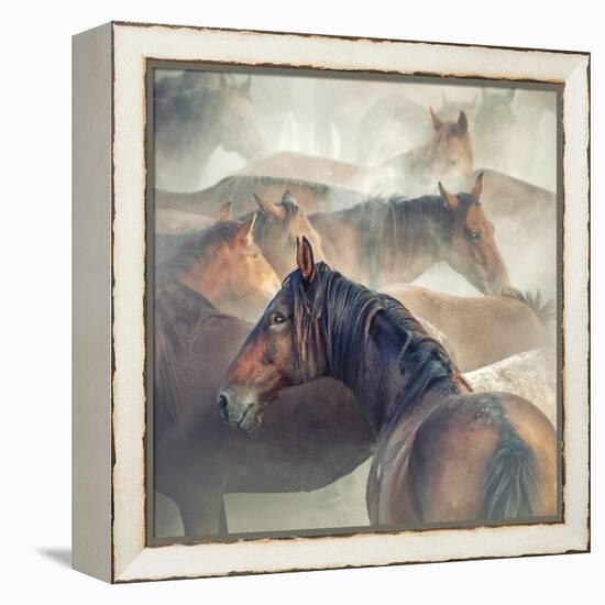 Tired Horses-H?seyin Ta?k?n-Framed Premier Image Canvas