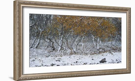 Tired Trees 2-Moises Levy-Framed Photographic Print