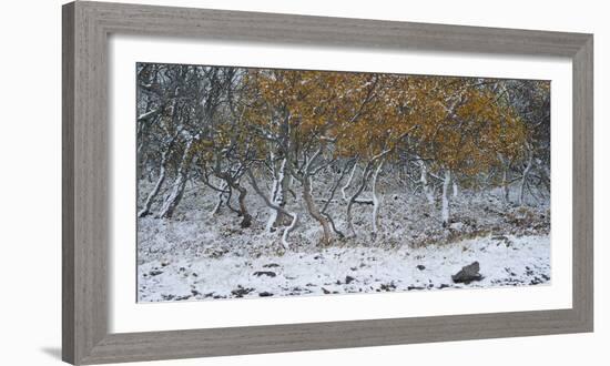 Tired Trees 2-Moises Levy-Framed Photographic Print