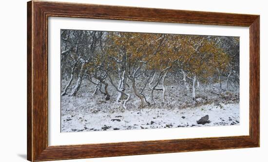 Tired Trees 2-Moises Levy-Framed Photographic Print